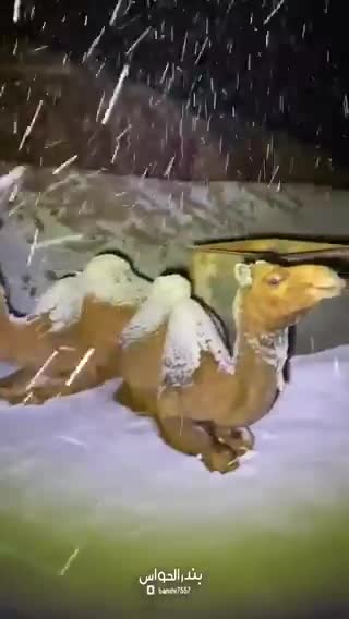 RISCALDAMENTO GLOBALE. Clamorose nevicate in atto in Arabia Saudita vicino al tropico del Cancro.