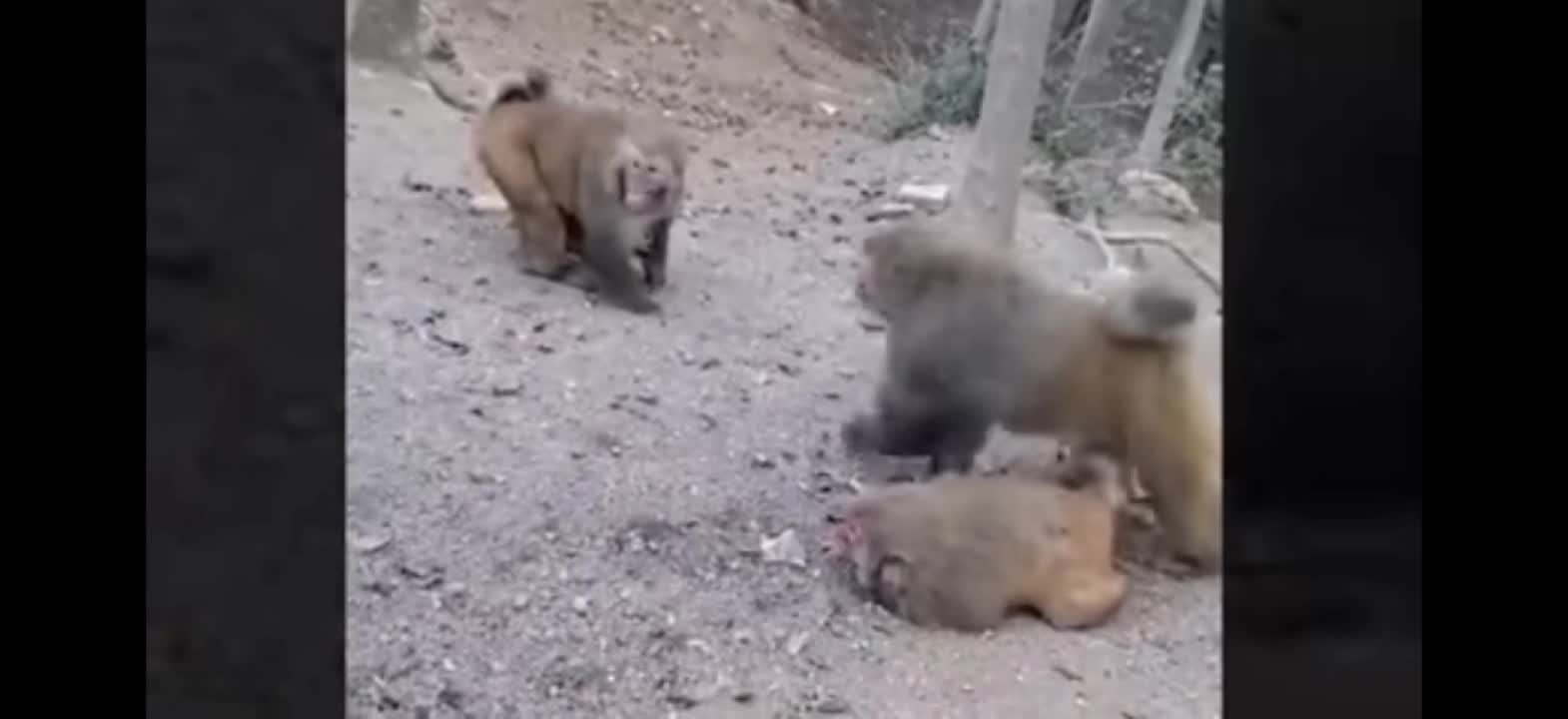 Friends, in this video you can see how funny dog and monkeys are