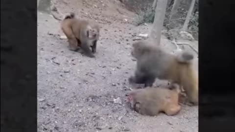 Friends, in this video you can see how funny dog and monkeys are