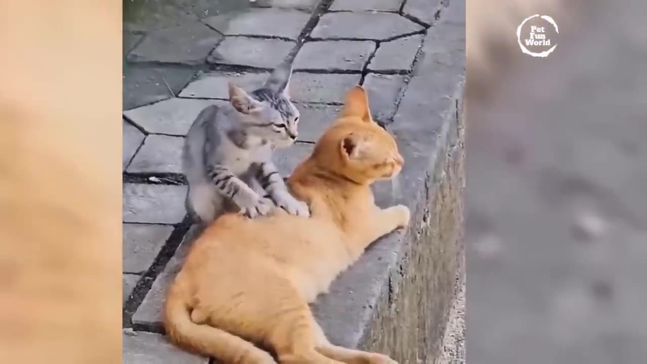 Funniest Animals New Funny Cats and Dogs Videos - Ep.15