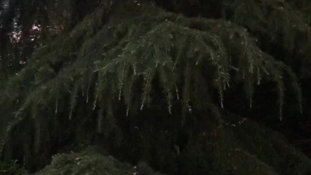 The green trees are so beautiful
