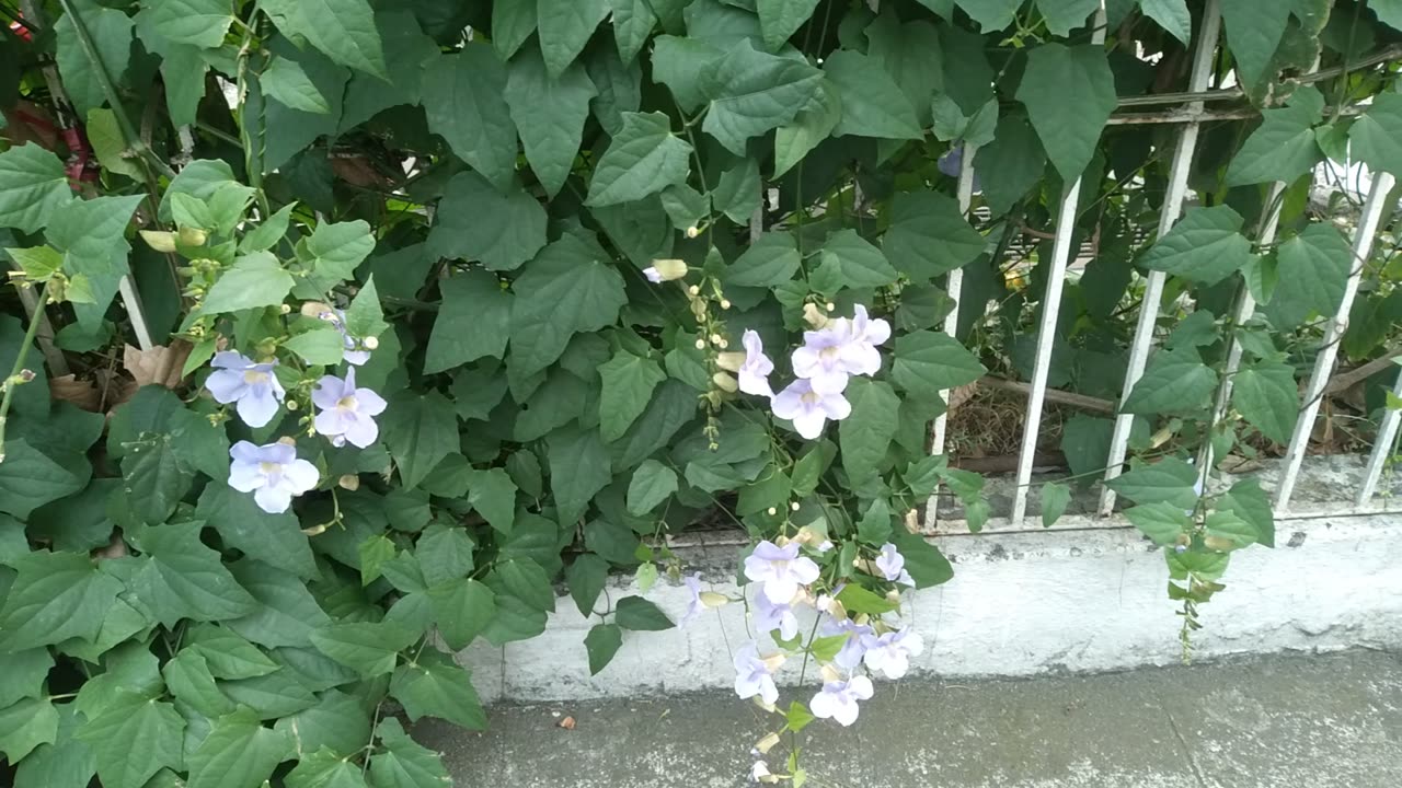 The Plants With Violet Flowers