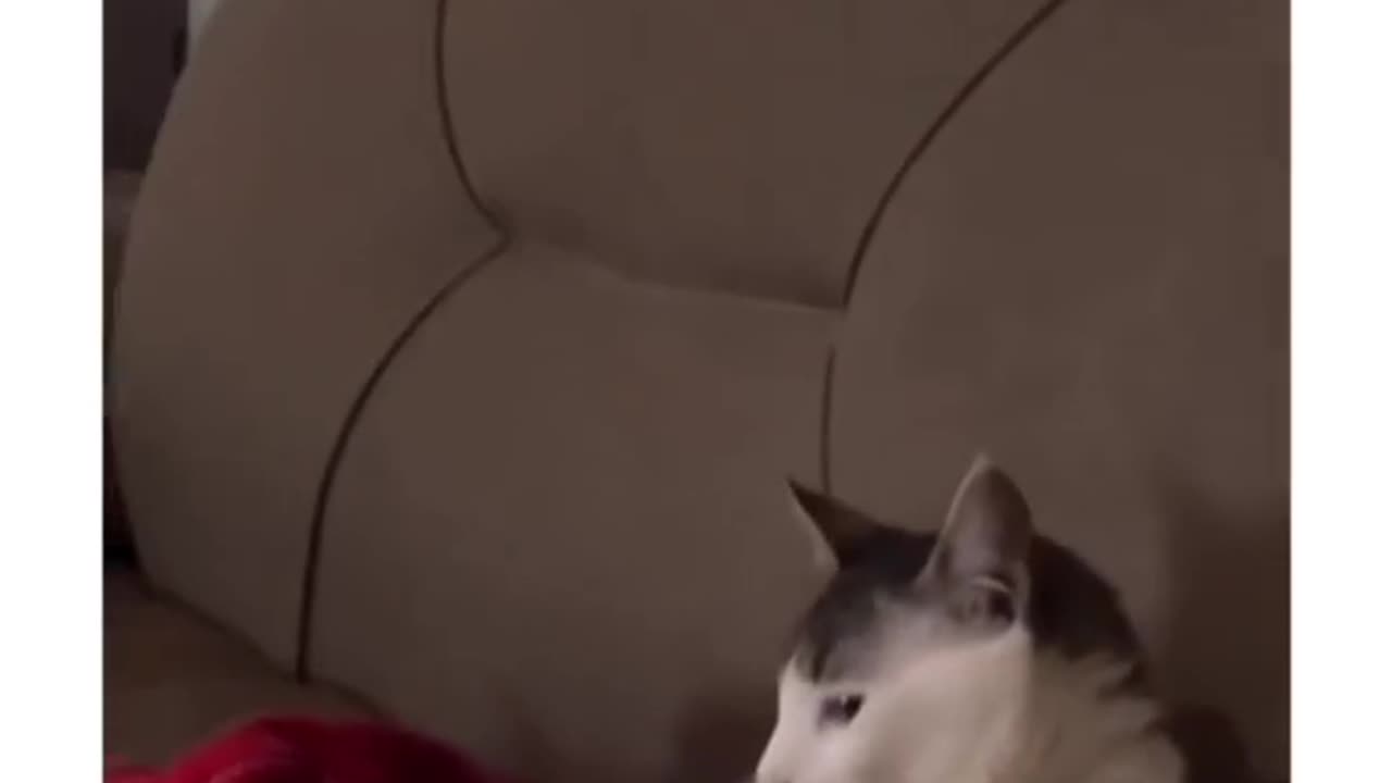 Cute cat reaction 😍😍😍