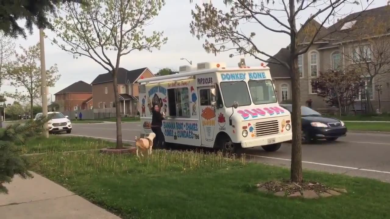 Pit Bull patiently waits in line for ice cream