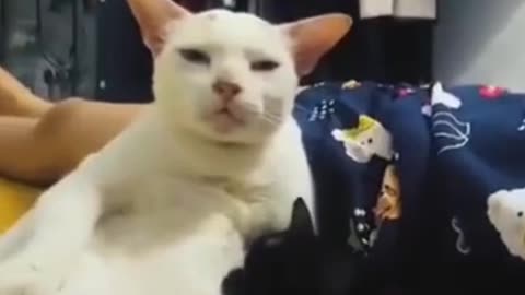 "Whisker's Care Here are a few more