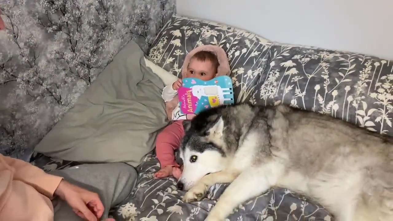 Savage Husky Protects Baby From Dad!!😭. [SHE GOES WILD!!!!]