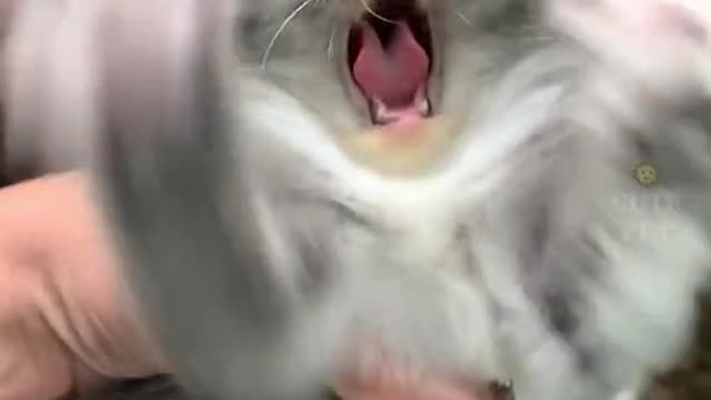 They will make you laugh