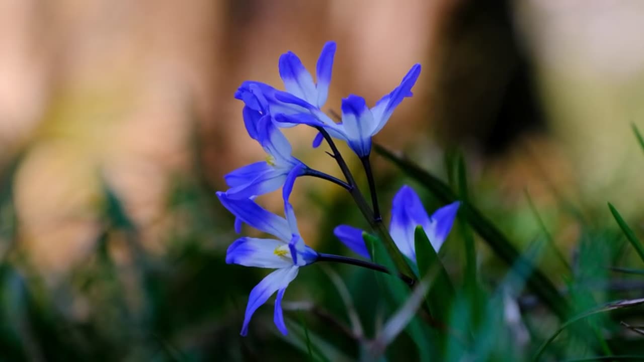 A Blue coloured Flower 🥀