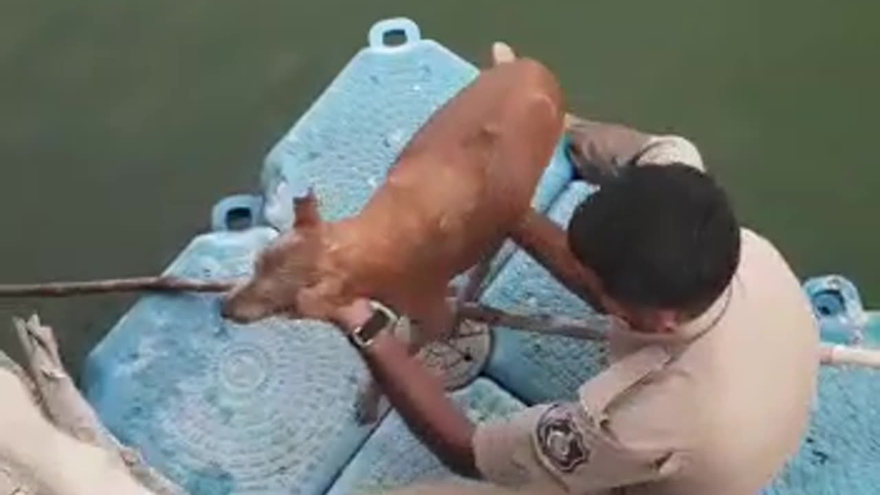 Live video :Policeman save Dog's life