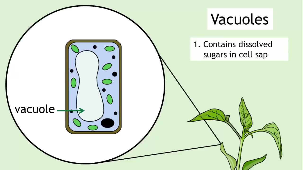 Intro To Cells: Animals and Plants | Cells Biology