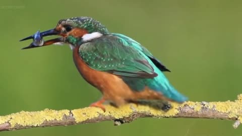 Nature Kingfisher Hunting HD