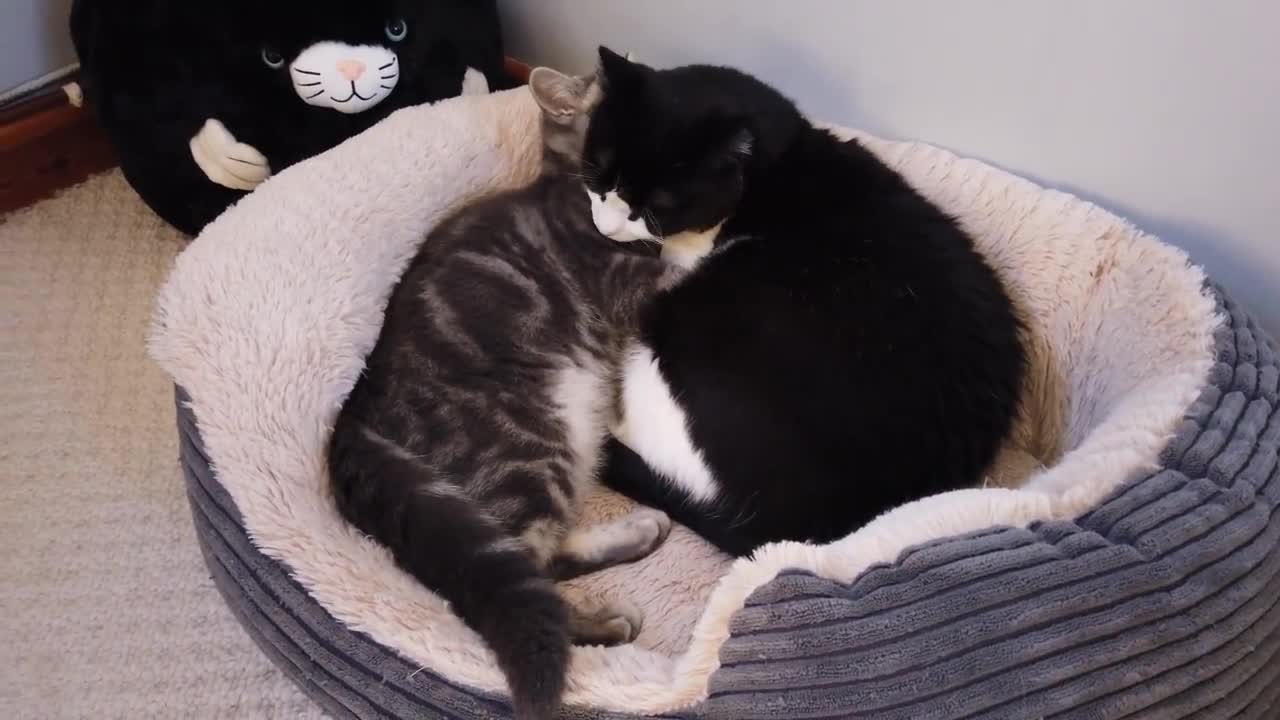 Kitten Adorably Wakes Up Cat