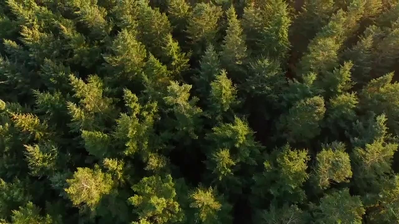 Beautiful forest view by drone