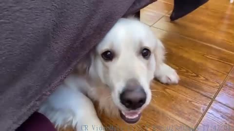 My wife and I are hiding from our golden retriever under the bed