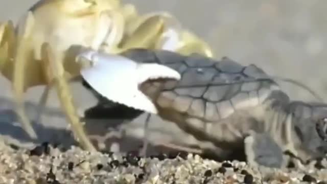 Life in the wild crab 🦀 turtle 🐢