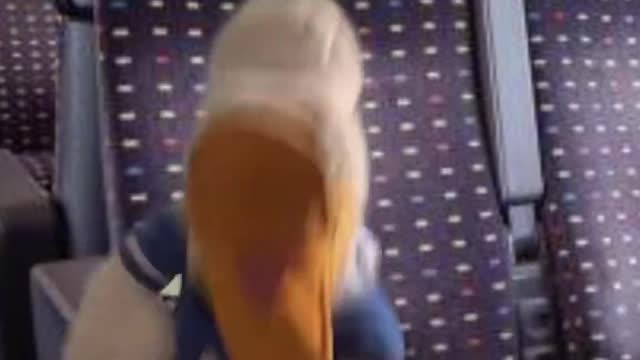 Duck on a crazy train