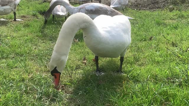 Beautiful tame swans