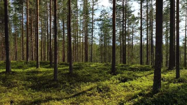 aerial view of the forest in finland beautiful nature of finland