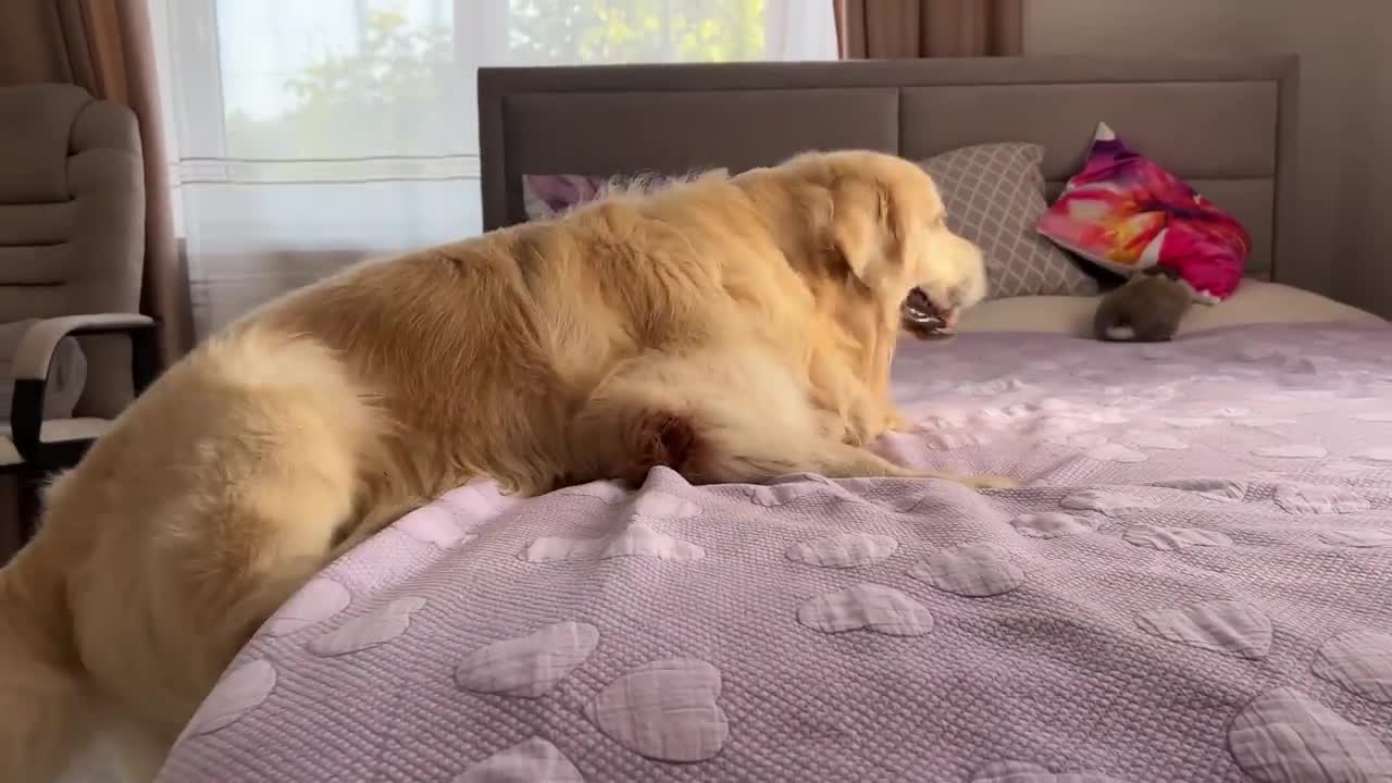 Golden Retriever Funny Reaction to Adorable Bunny