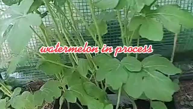 Six steps to grow watermelon in a greenhouse