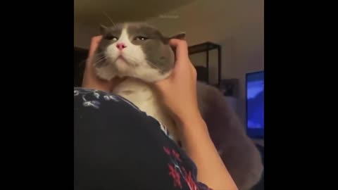 Try NotToLaugh or Grin While Watching Funny Animals