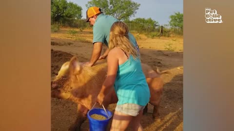 Funny boy Sit on Animal and See what animal did Funny Reaction