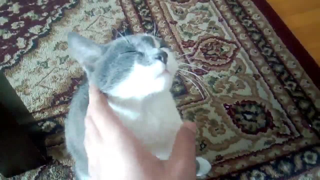 Cat opens her mouth