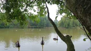 Black Australian swans. Cute