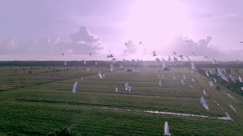 Birds in flight...