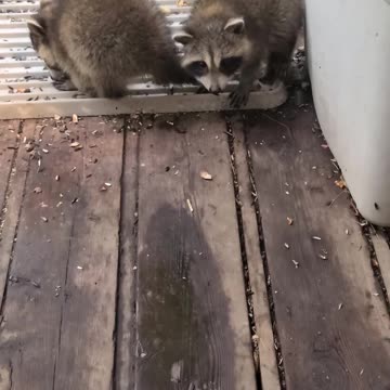 07-08-23 | The Lads Raccoon Vlog-001 | #shorts