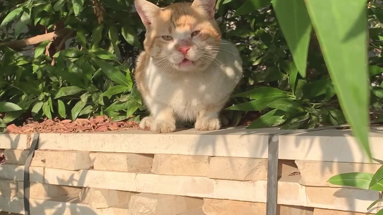 Look my hungry street cat