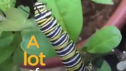 How Dose A Caterpillar Become A Butterfly #shorts #shortvideo #video #virals #videoviral