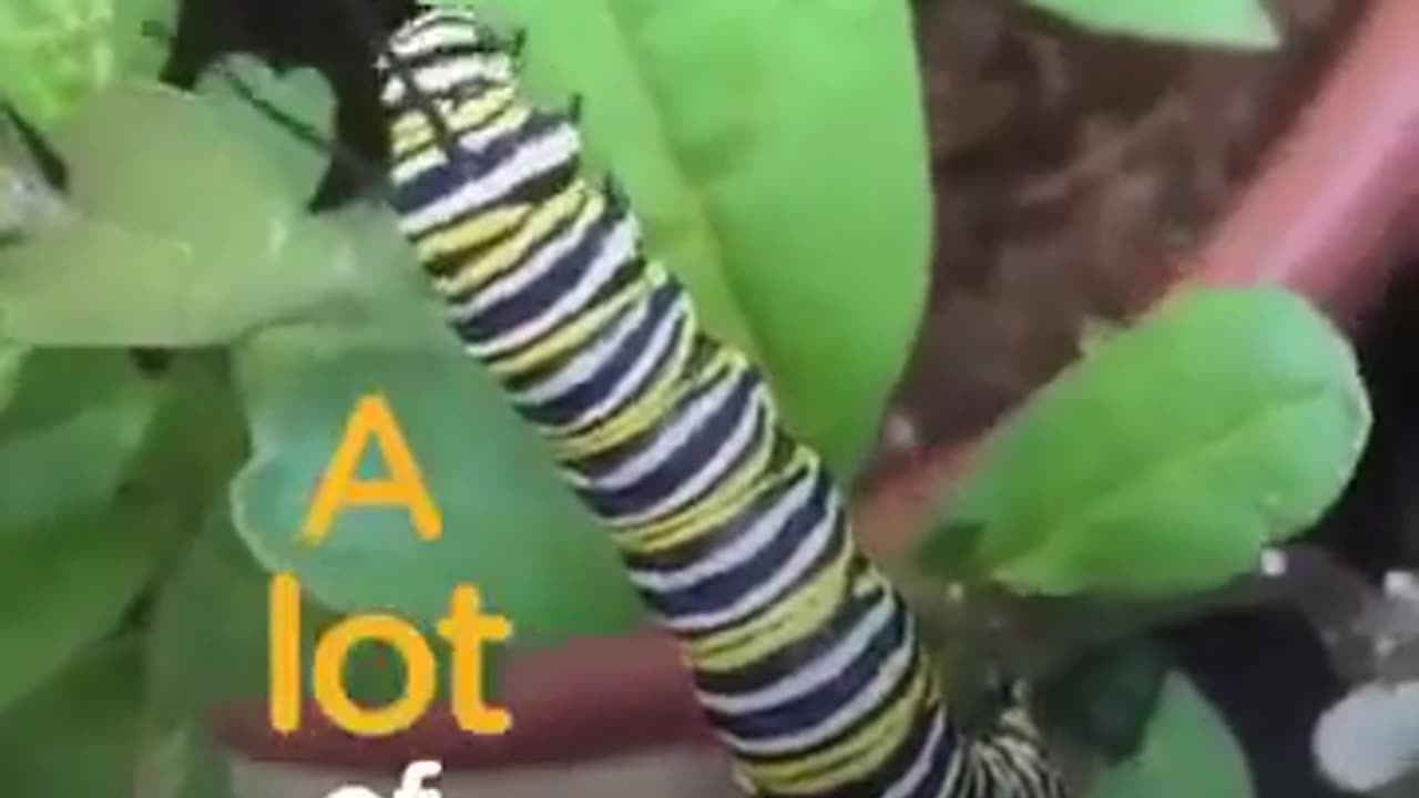 How Dose A Caterpillar Become A Butterfly #shorts #shortvideo #video #virals #videoviral