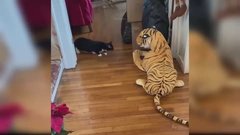 Funny Cat and Dog Videos That Will Make Your Day