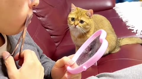 CAT FUNNY VIDEOS