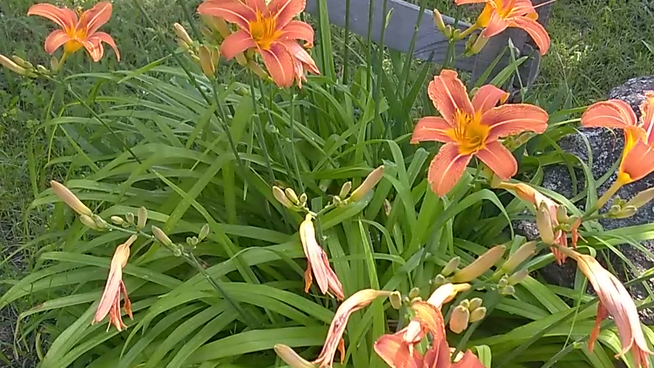 Tiger Lilies