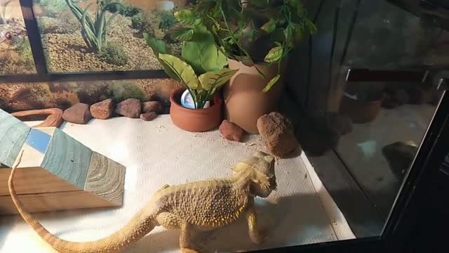 Feeding my Bearded Dragon Crickets 鬃狮蜥 喂食蟋蟀 宠物蜥蜴 | Cute Animal/Pet/lizard