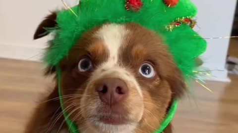 Dog wears Christmas headbands