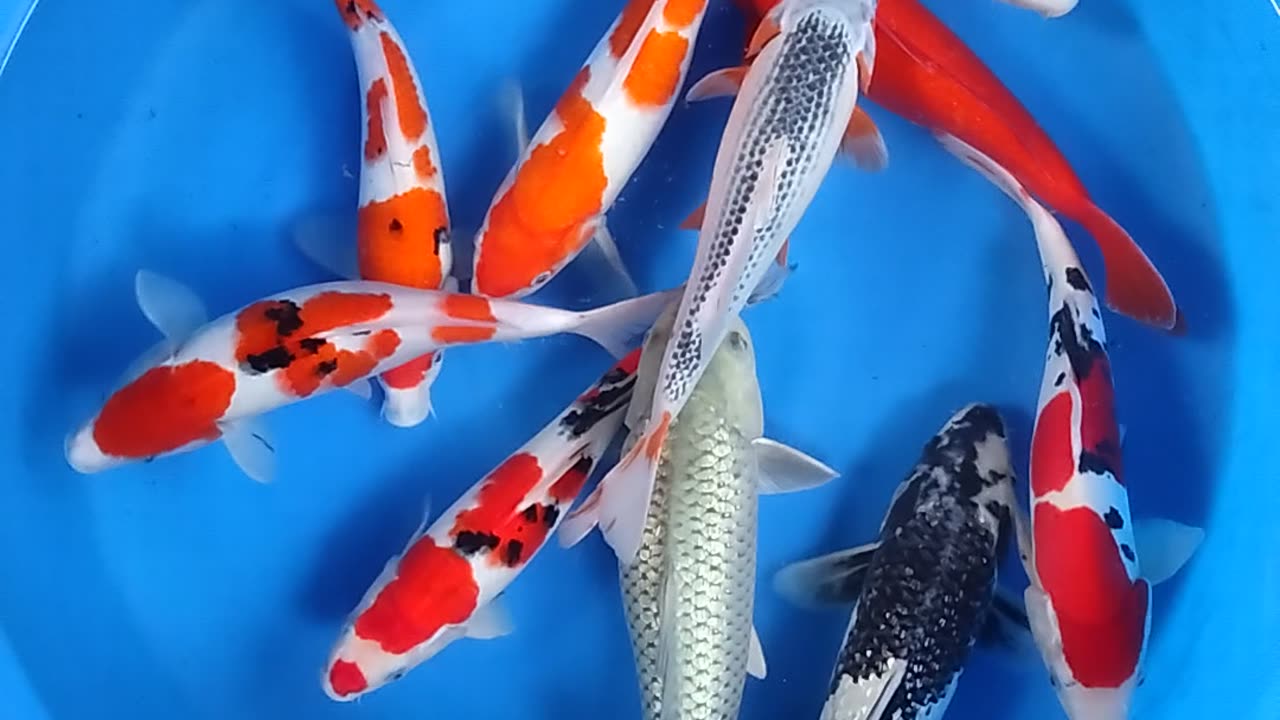 Gosanke Shiro Soragoi Asagi koi fish