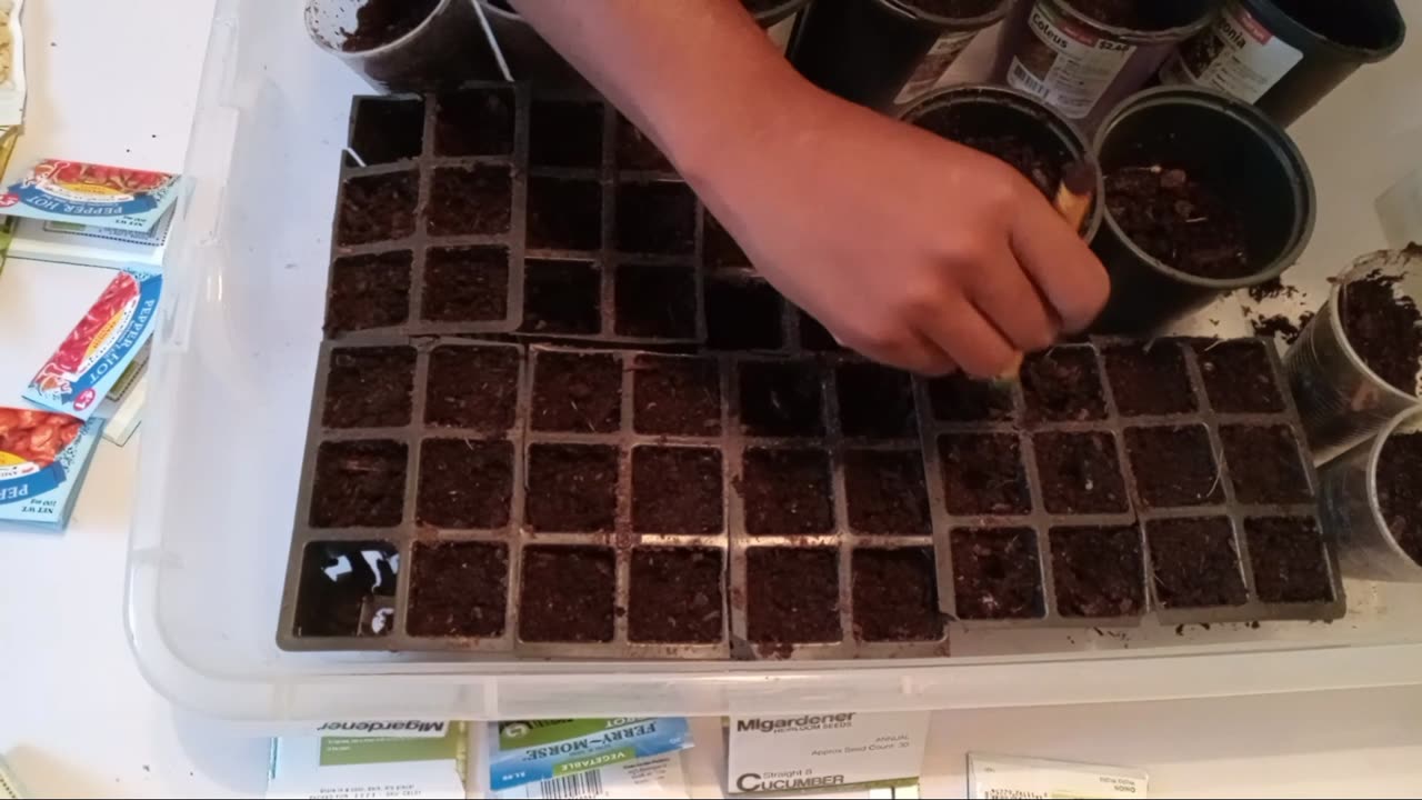 Fall Garden Seed Starting 2023