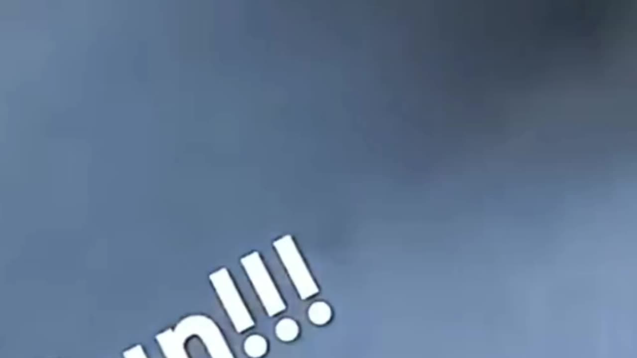 Funny dog