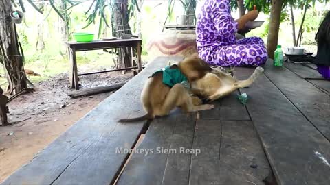 Monkey vs. Cat Wrestling