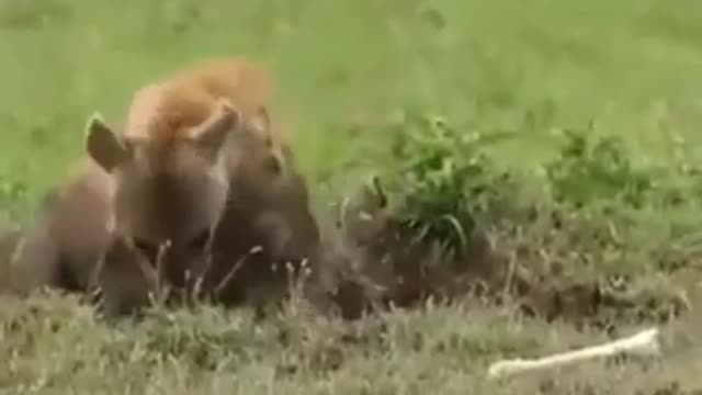 HYENA PULLS THE BOAR OUT of THE HOLE