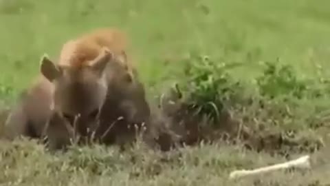 HYENA PULLS THE BOAR OUT of THE HOLE