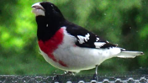 Rose-breasted grosbeak