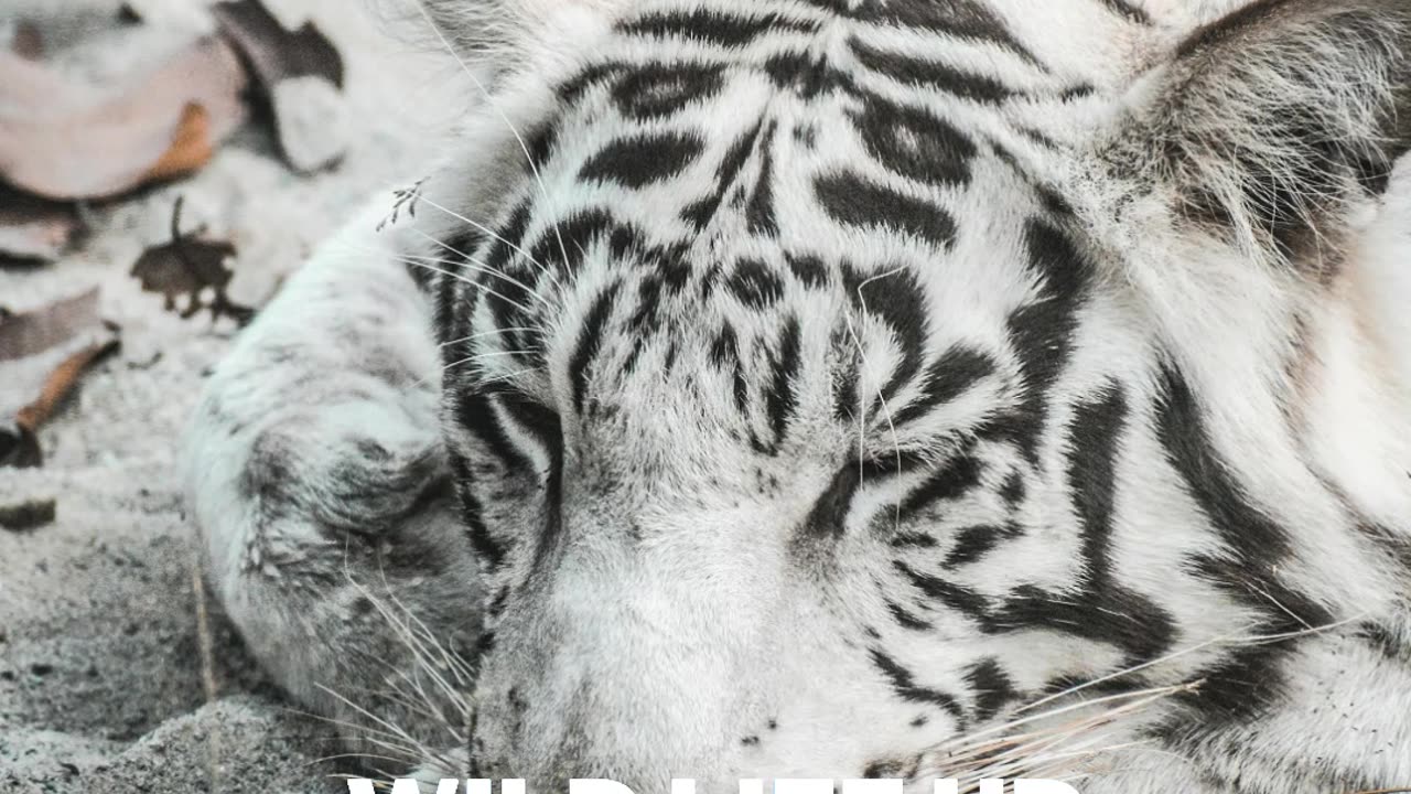 White Tiger Did you know? around 200 white tigers exist in the world today. #Whitetiger