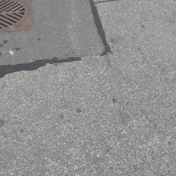 Tree blown down by wind