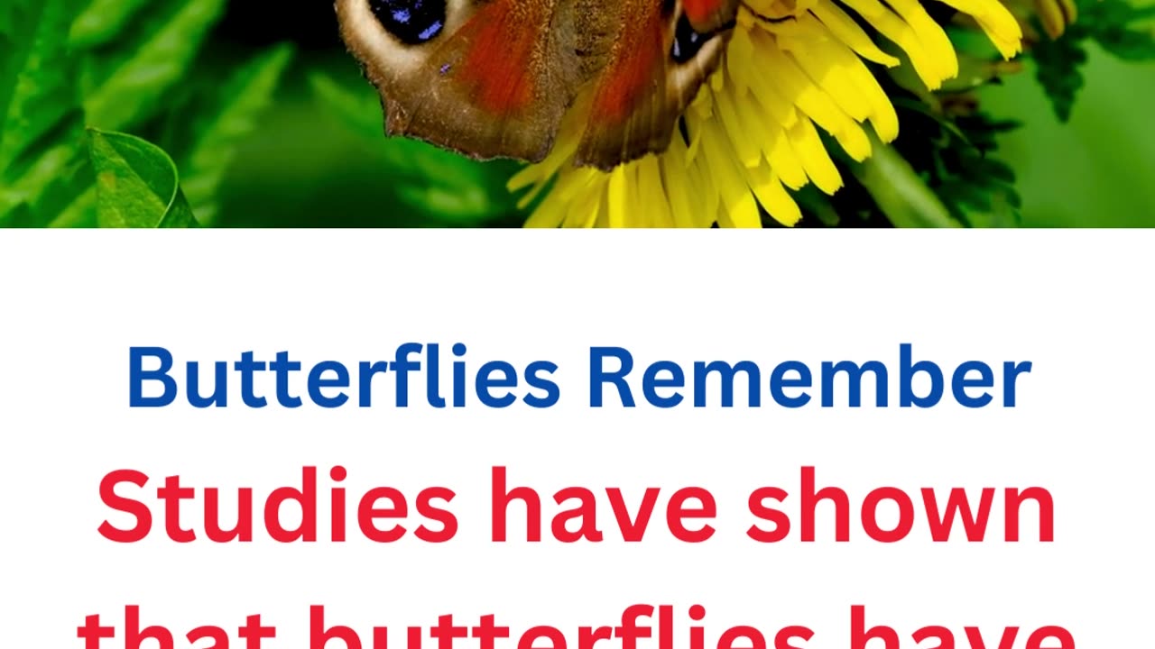 facts about butterflies.....24/25