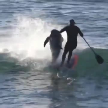 dolphin knocks down surfer 🤣🤣🤣