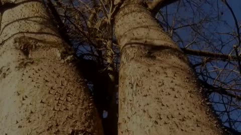 Fascinating tree with its thorns!